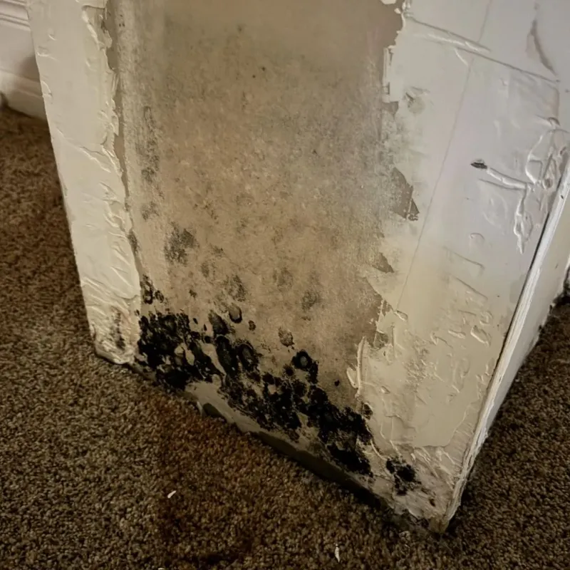 Professional Mold Removal in Pomona, CA